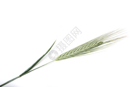 绿色的大麦升级版哈弗高清图片