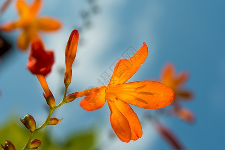 橙子花园里的后退柔软图片