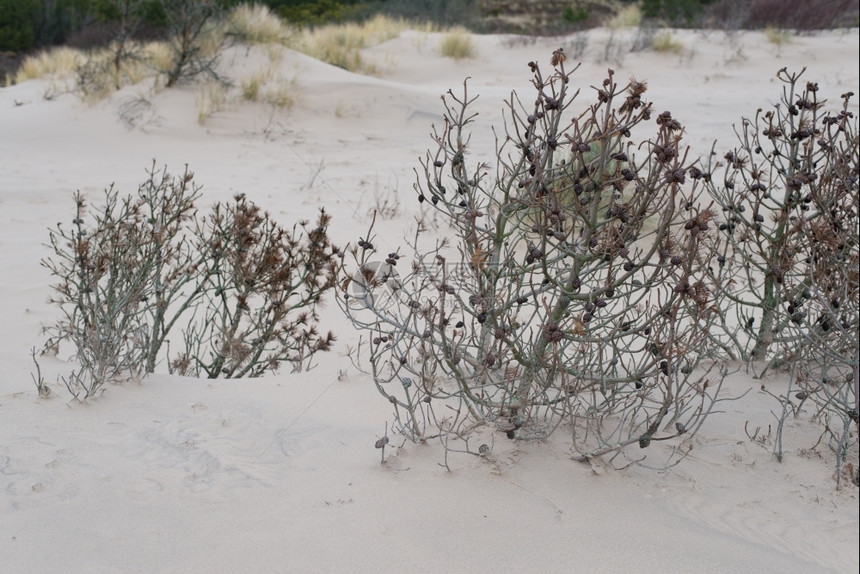 被沙子覆盖的树木被移动沙丘的子覆盖树木经过风流沙图片