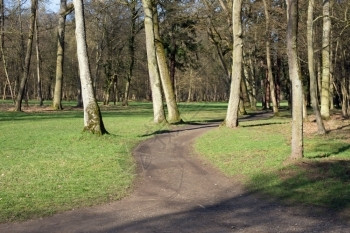 方向树木森林中道的右叉或左图片