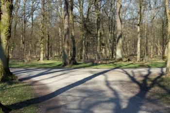 剩下小路森林中道的右叉或左树木图片