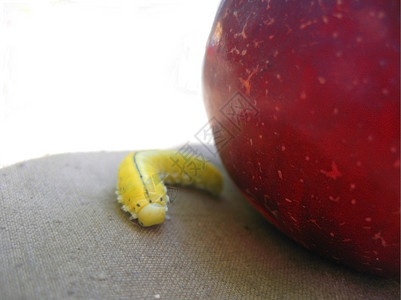 动物围绕红苹果移动的毛虫昆生命大约躺着背景图片