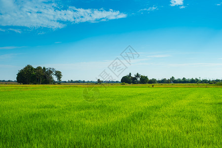 植物白饭自然稻田绿与蓝天图片