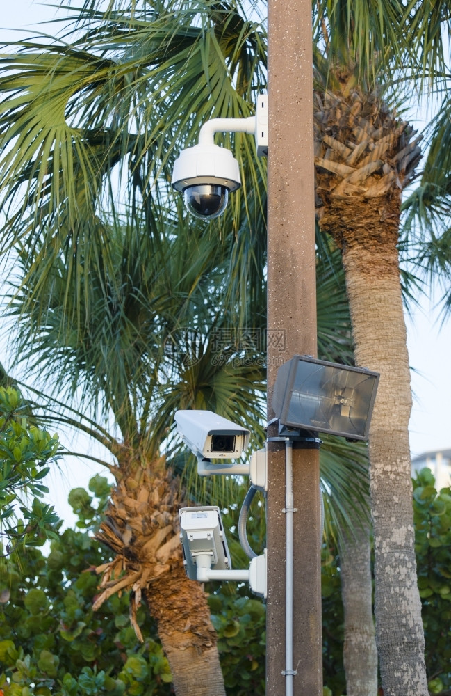 棕榈入侵树监控摄像头和佛罗里达的电线杆上外光图片