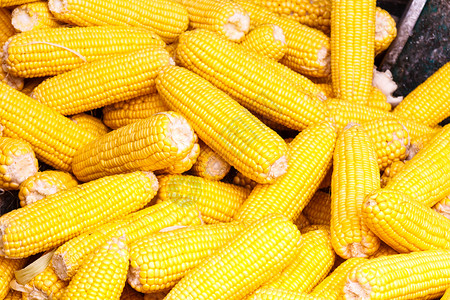 黄色的核心在泰国曼谷市场摊位销售的甜玉米生产图片