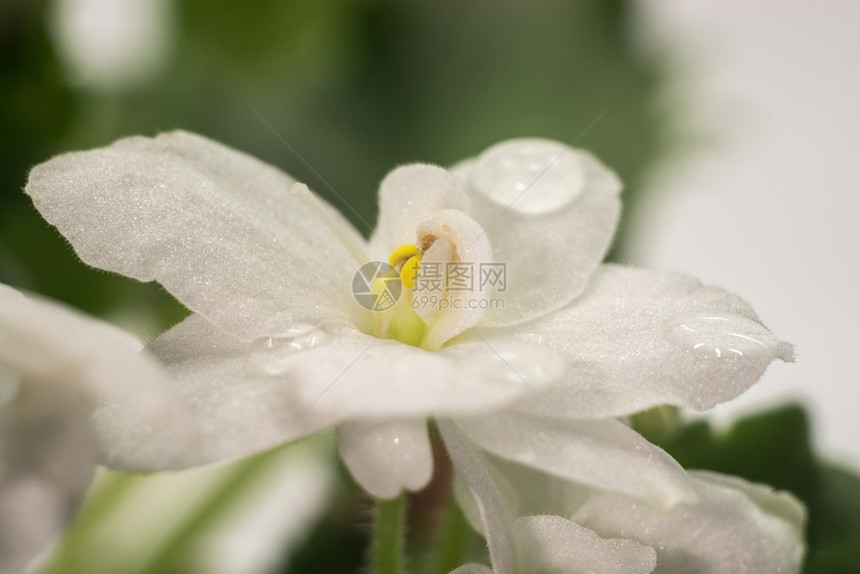 简单的花朵有水滴白近镜头美丽图片