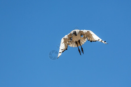 中空冷冻的一架飞行起重机动物扑白色的图片