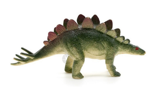 模型动物老的白色背景恐龙玩具图片