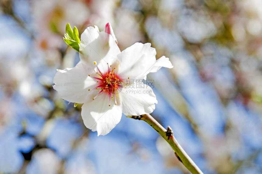 春天开花空在葡萄牙春月闪露杏仁花图片