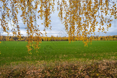 自然草美丽的秋天背景薄的树枝黄叶和绿地以及分支机构图片