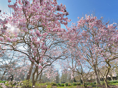 美丽的花朵木兰在短春的公园里花树春天图片