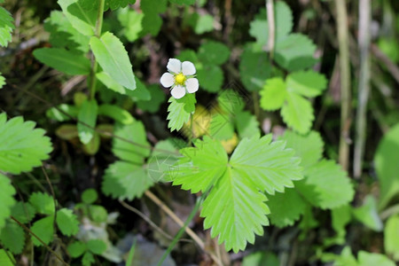 野草莓在夏日森林中开花荒野自然高山图片