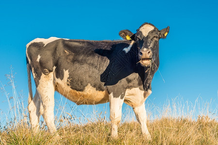哺乳动物奶牛吃东西乡村的一种图片