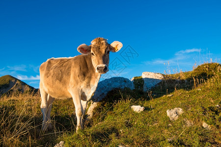 乡村的动物奶牛吃东西哺乳动物图片