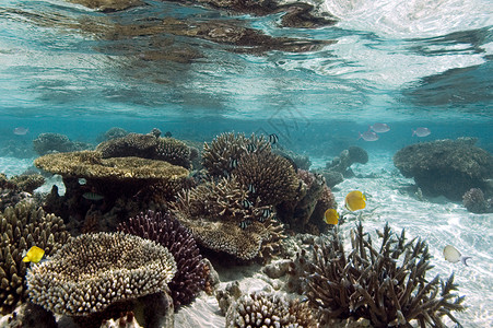 浅的在马尔代夫AriAtoll的热带环礁湖中珊瑚上的多种彩鱼类一艾伦图片