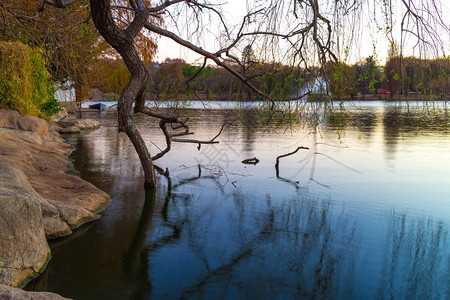 水在南非约翰内斯堡动物园湖边生长的一棵树种植在动物园湖边贝拉丘反射图片