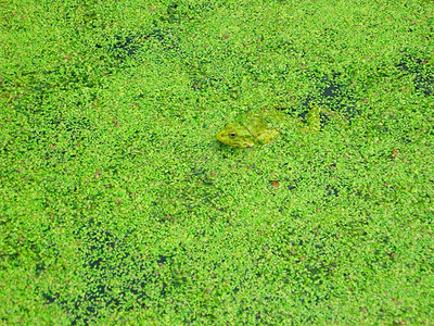 绿色青蛙在鸭草中夏天生物学图片