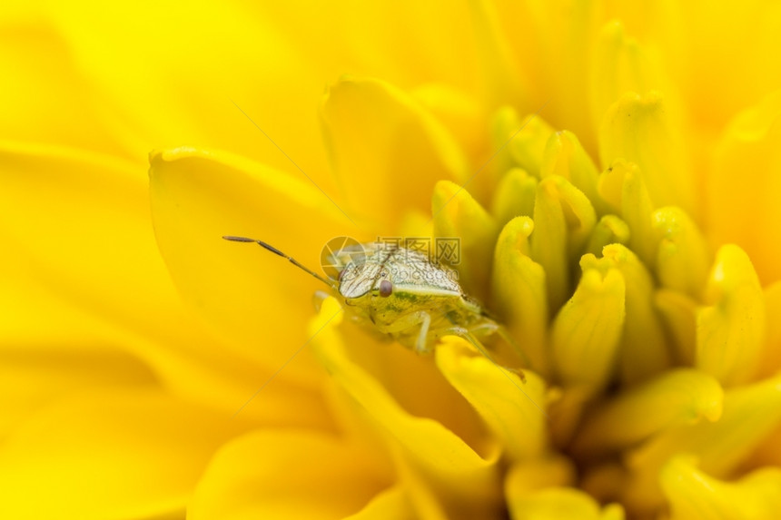 近距离拍到一只小昆虫藏在黄花的瓣后面微小隐藏自然图片