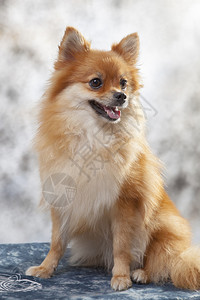 摄影棚光亮的罗马狗肖像宠物棕色的绒球图片