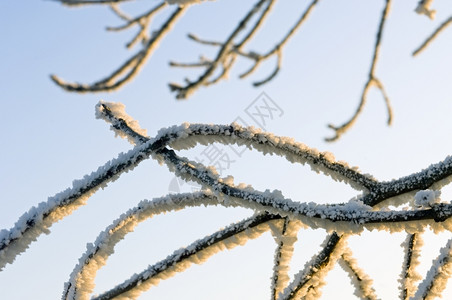 辉光凉爽的水晶树枝上霜冻在温暖的阳光下解冻背景图片