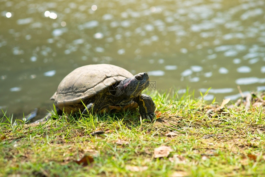 野生动物绿草上的野生乌龟近的热带户外图片