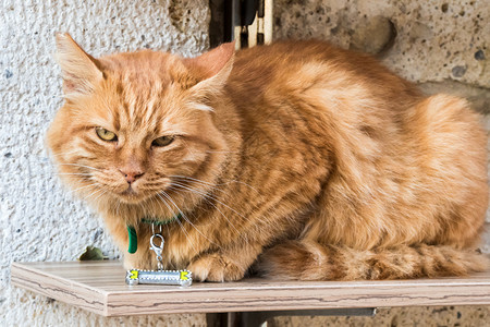 可爱的长毛猫咪背景图片