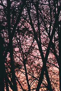 粉色的彩日落上的树背景抽象背景图片