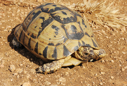 一种爬行自然只乌龟在地上爬着黄黑色的卡帕斯背景图片