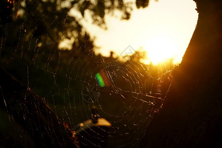 阳光中的蜘蛛网风景盛开植物图片