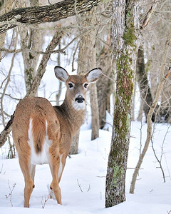 野生动物鹿背景图片