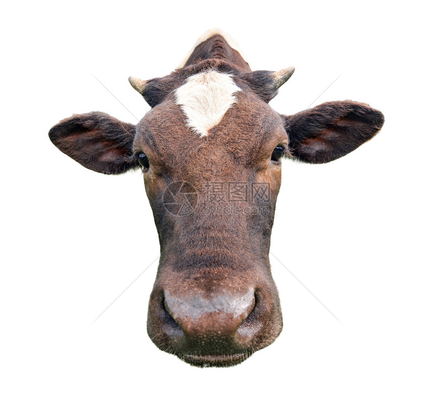 目的白色好奇可爱奶牛被孤立在白言语黑母牛和色上大木兹勒紧闭着有趣的奇特怪异牛农场动物图片