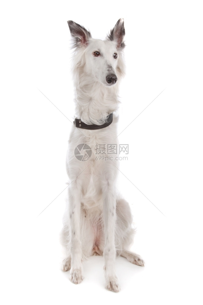 正面动物白色背景前的丝绸风犬猎纯种图片