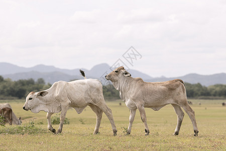 婆罗门牧场草地农村区的泰海家庭奶牛混合体图片