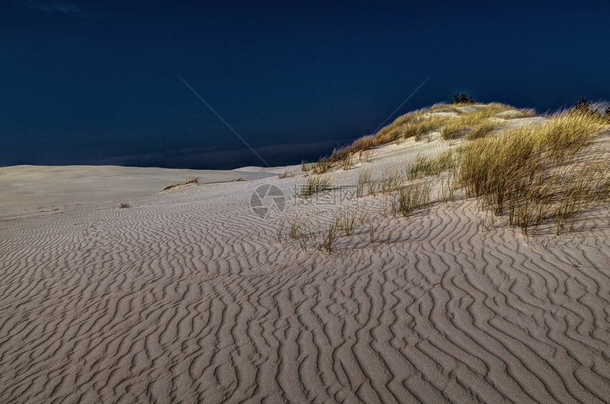 风博美犬波兰拉尼亚州Leba附近的Slowinski公园移动沙丘靠近图片
