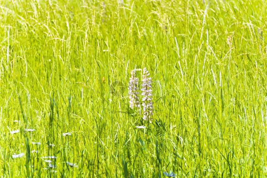 露水的草本植物绿色饱和地草质夏季图片叶子图片