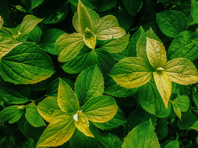 自然花园植物甘油树叶户外公园图片