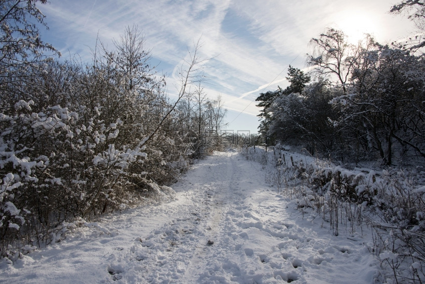 木头蓝色的冬季森林中降雪路径场地图片