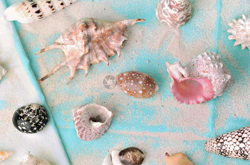 海洋在沙巾上用子收集的贝壳上自然收藏图片