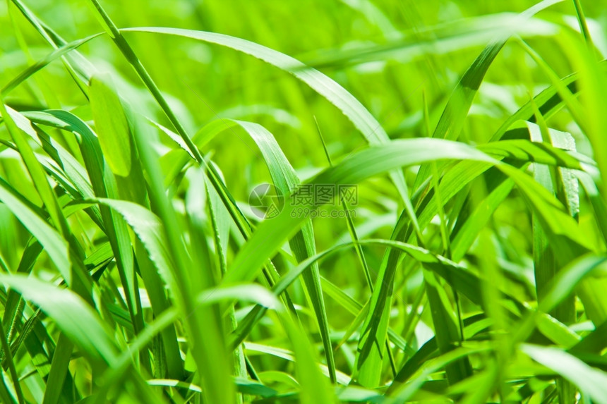 衬套树叶分支绿色饱和地草质夏季图片图片