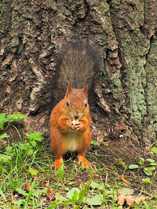 生态小红松鼠一只坐在地上等待坚果的森林坐着图片