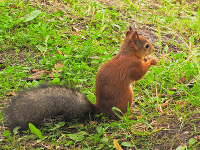 森林动物自然小红松鼠一只坐在地上等待坚果的图片