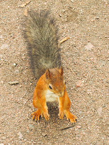 坐着森林树小红松鼠一只坐在地上等待坚果的图片