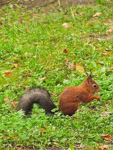 坐着小红松鼠一只坐在地上等待坚果的红色一种图片