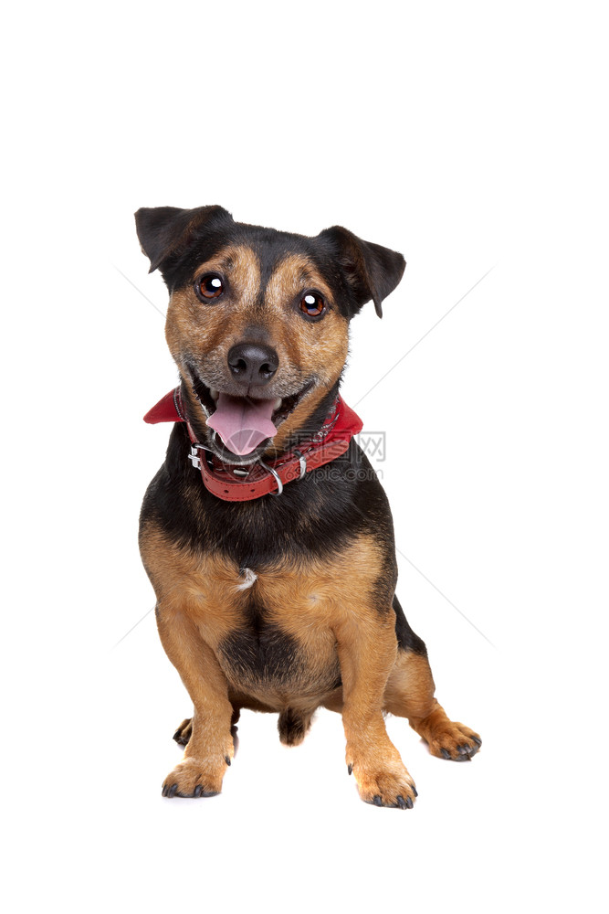 国内的哺乳动物黑色和棕褐杰克罗素梗犬在白色背景前黑和棕褐杰克罗素梗犬狗图片