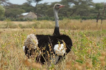 索马里Ostrich埃塞俄比亚非洲植物荒野动图片