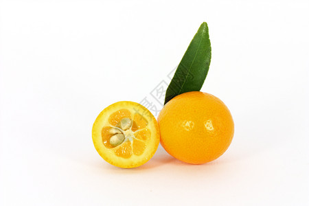 叶子柑橘白色背景的kumquat侏儒橙色素食主义者图片