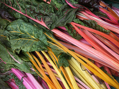 颜色Chard一种叶绿色蔬菜含有多彩的果茎经常用于地中海烹饪瑞士艾伦图片