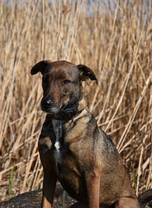 芦苇狗品种黑色和棕褐的cunucu狗在前宠物图片