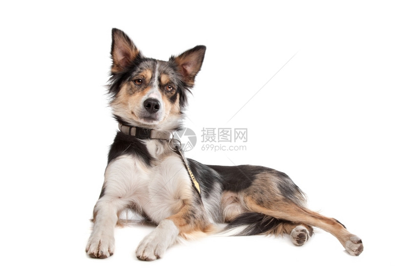 白色的放牧我是种背景面前的边境CollieBerferCollie牧羊犬图片