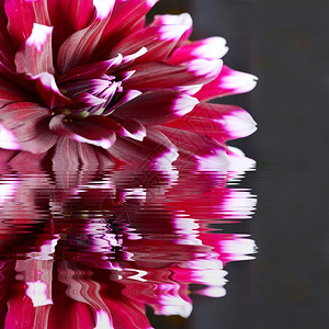 紫色Dahlia花朵在水中反射生动植物群照片图片